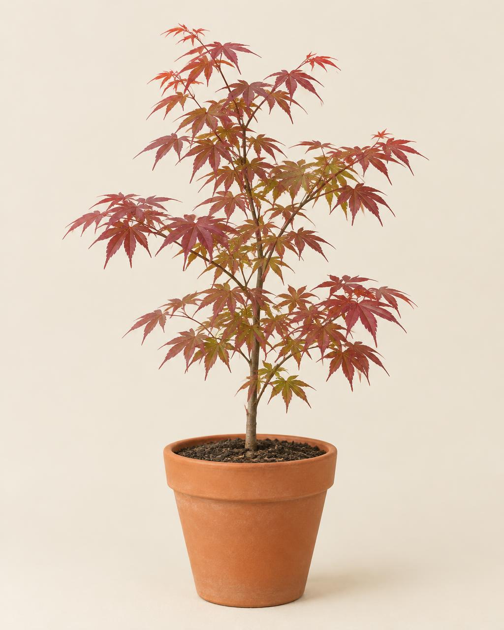Japanse esdoorn