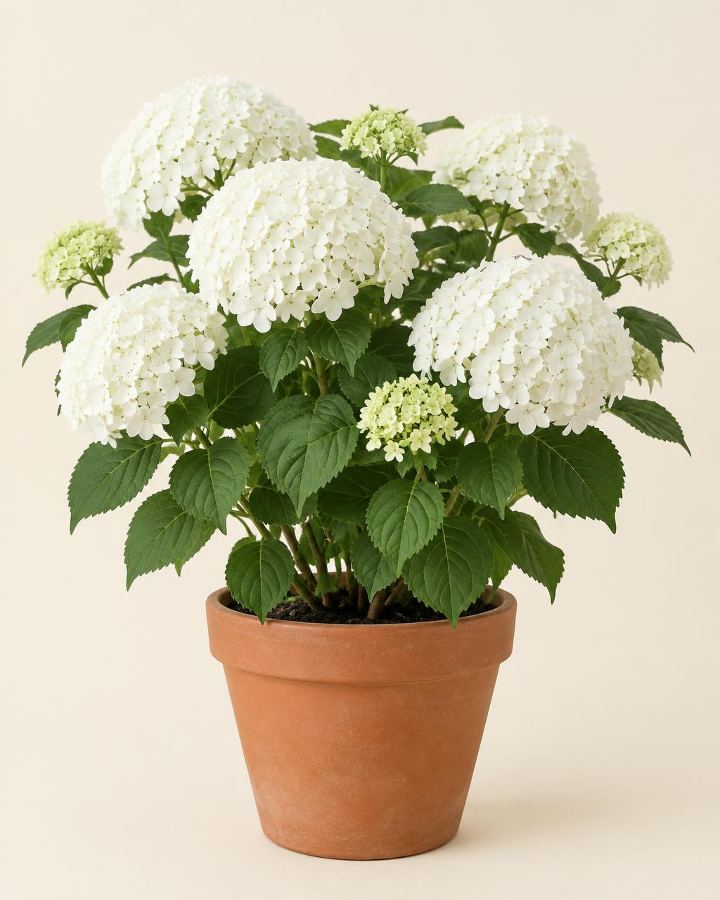 Hortensia 'Annabelle'