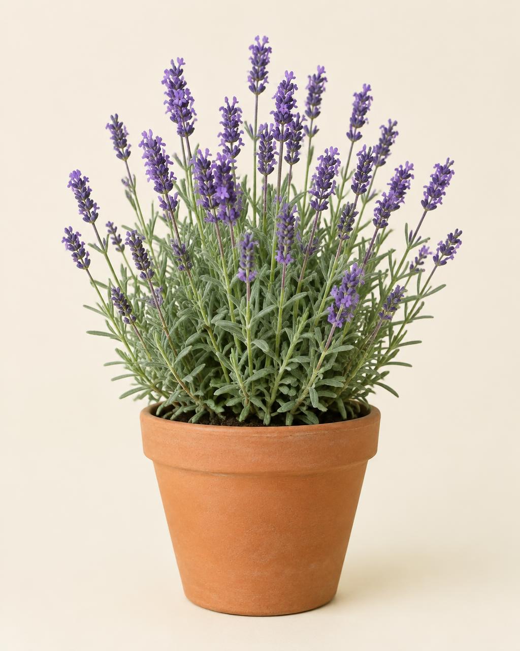Lavendel